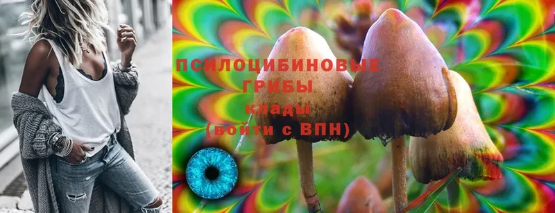 Галлюциногенные грибы Psilocybe  как найти закладки  Приволжск 